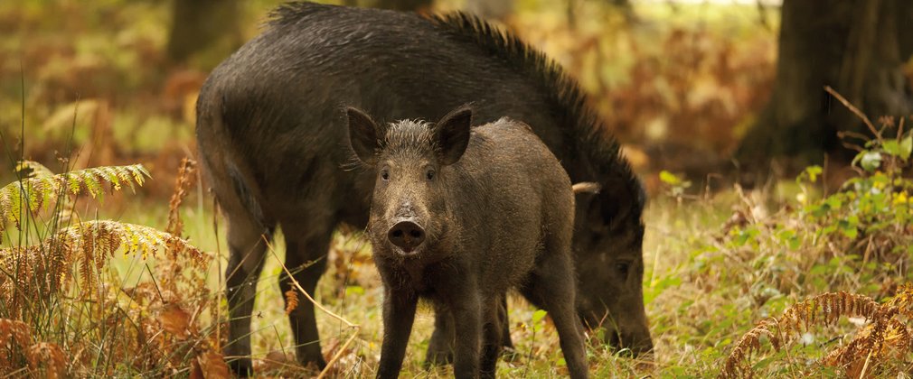Wild boar grazing in the Forest of Dean