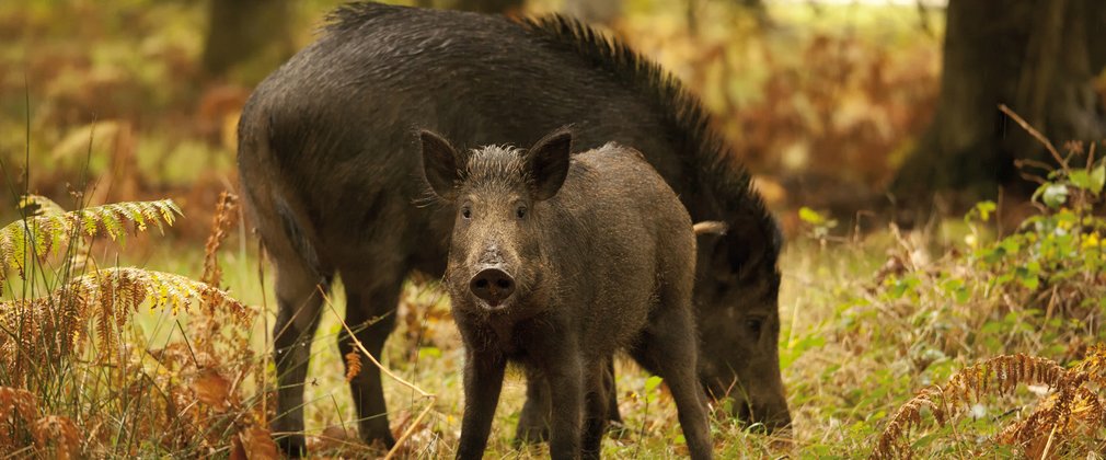 Wild boar grazing in the Forest of Dean 