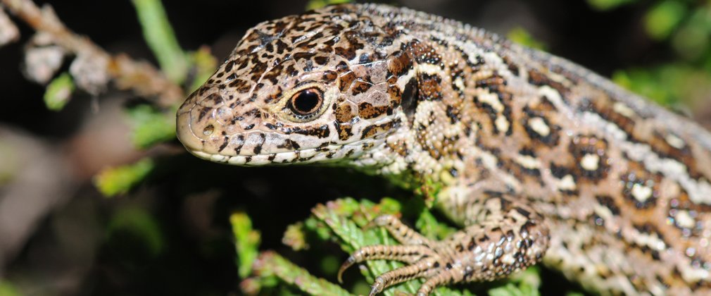 Common Lizard 