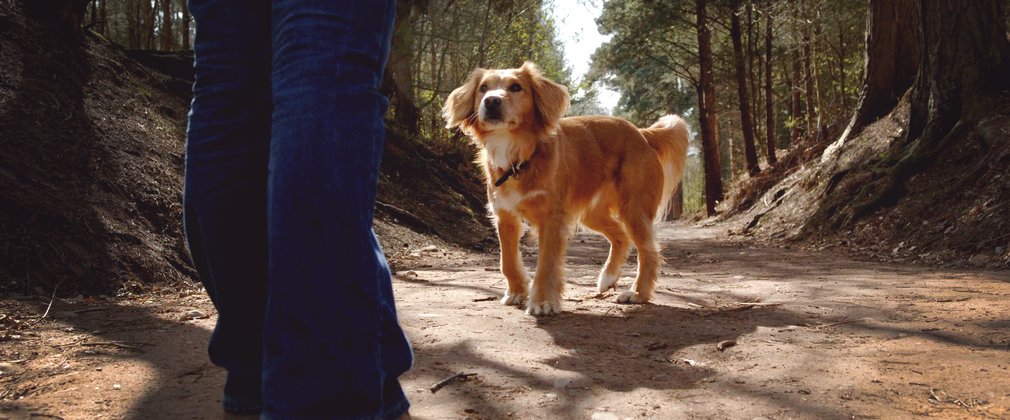Dog walker