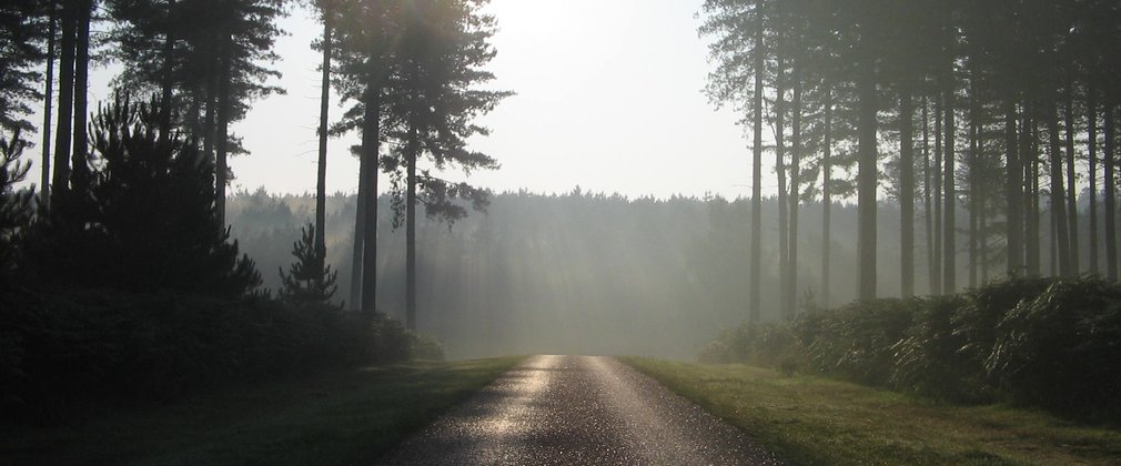 Sunrise in a conifer forest