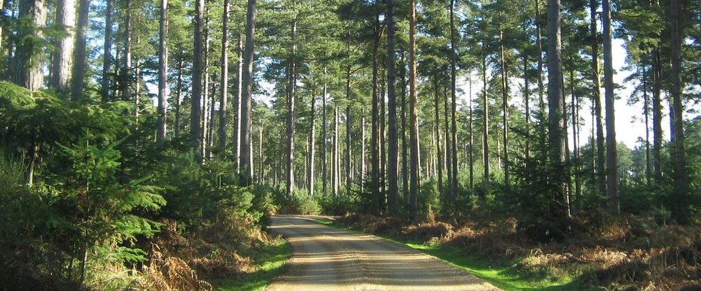 Forest Road winding through a Conifer Woodland 