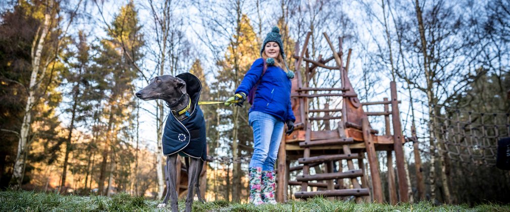 dog walking in Hamsterley Forest