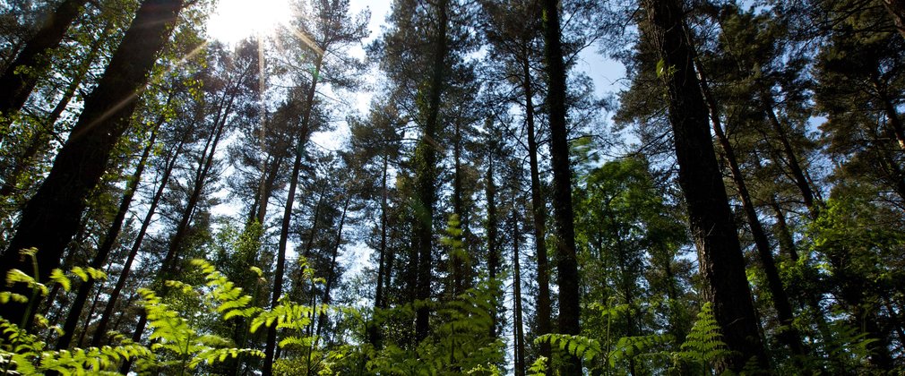 Sun shining through the trees in a pine forest