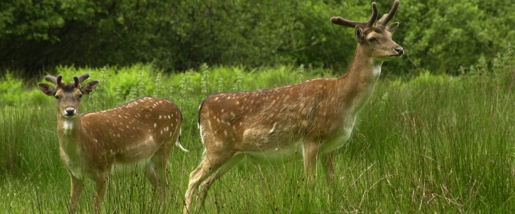 fallow deer in a grass glade