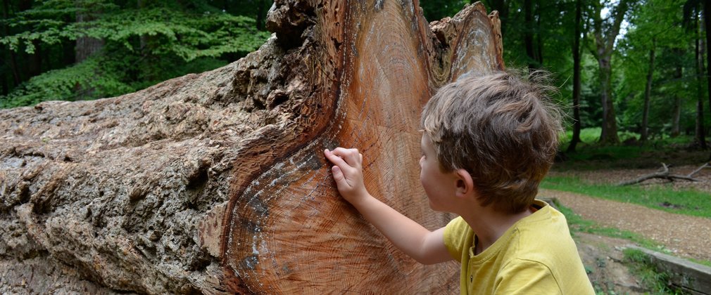 Boy counting tree rings on a very old tree that's been felled.
