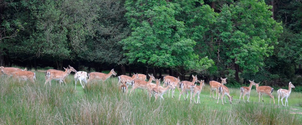 A herd of deer in a glade in the forest 