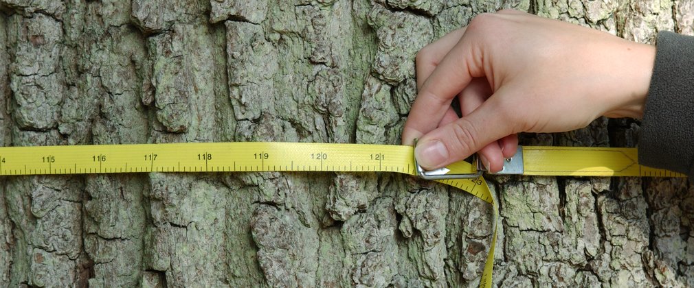 A hand holding a tree diameter tape, measuring around a tree trunk.