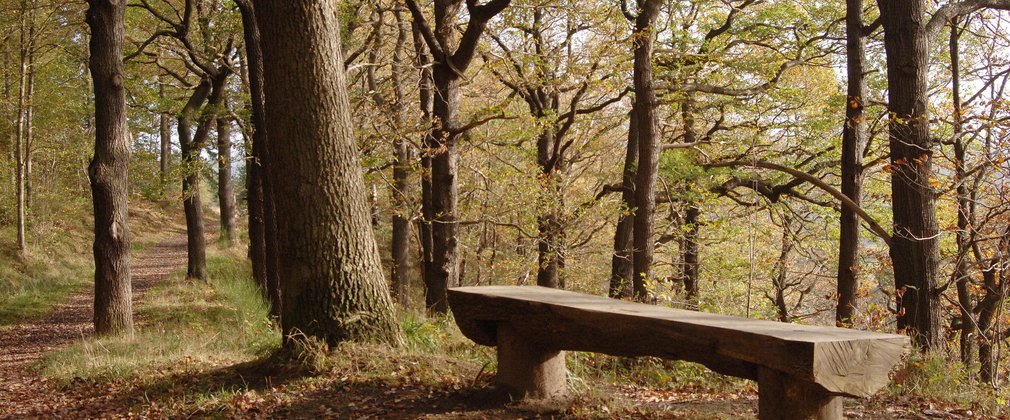 Chopwell Wood bench under trees