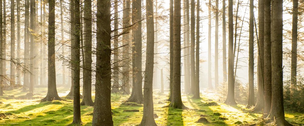 Sun shining through the trees