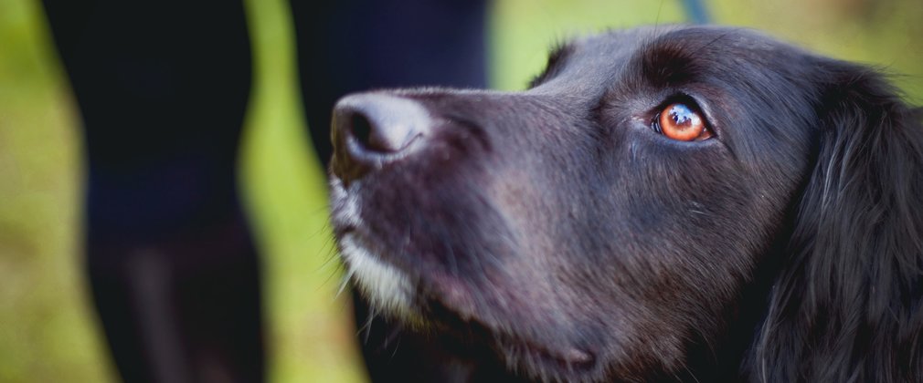 Black Dog Close Up