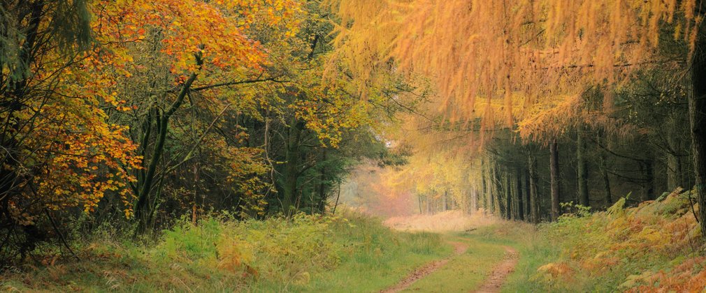 Forest path surrounded by long orange hanging branches