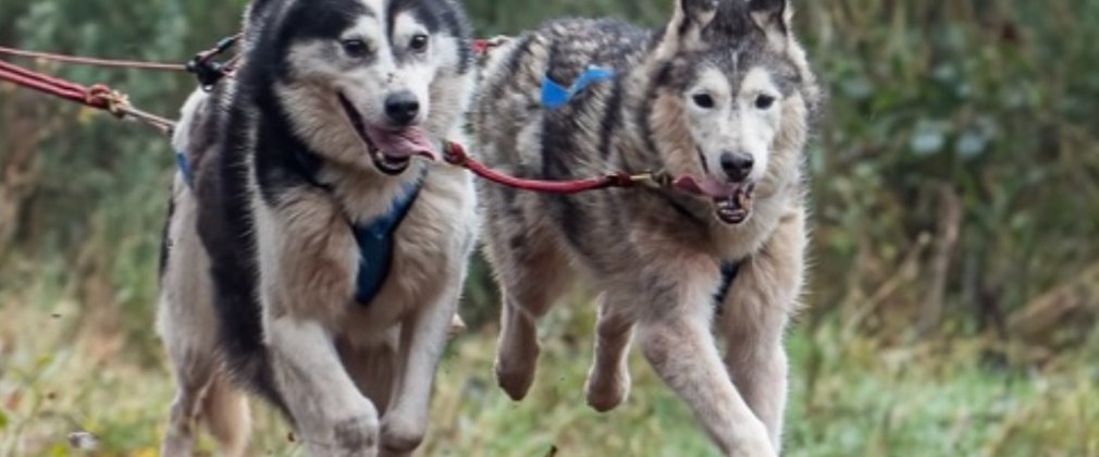 Husky dogs running
