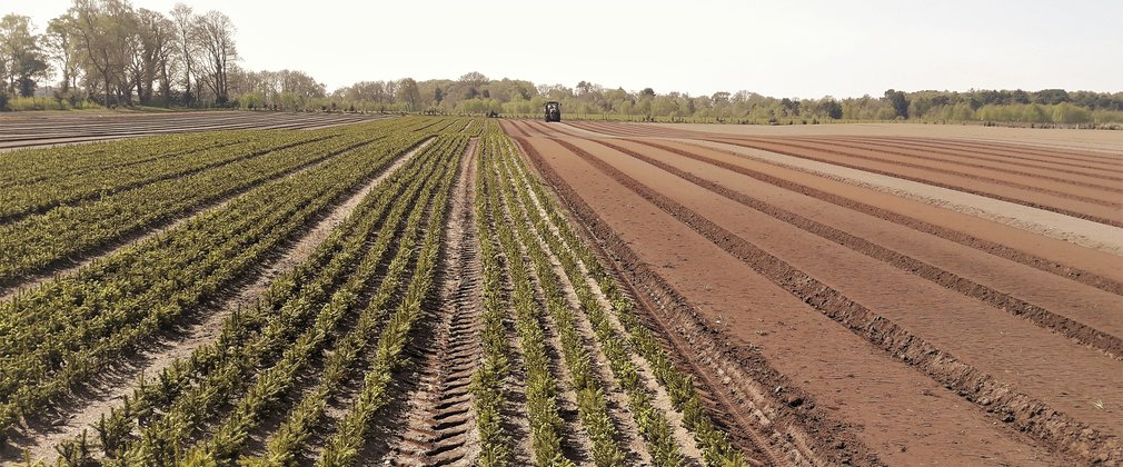 Saplings growing in a field