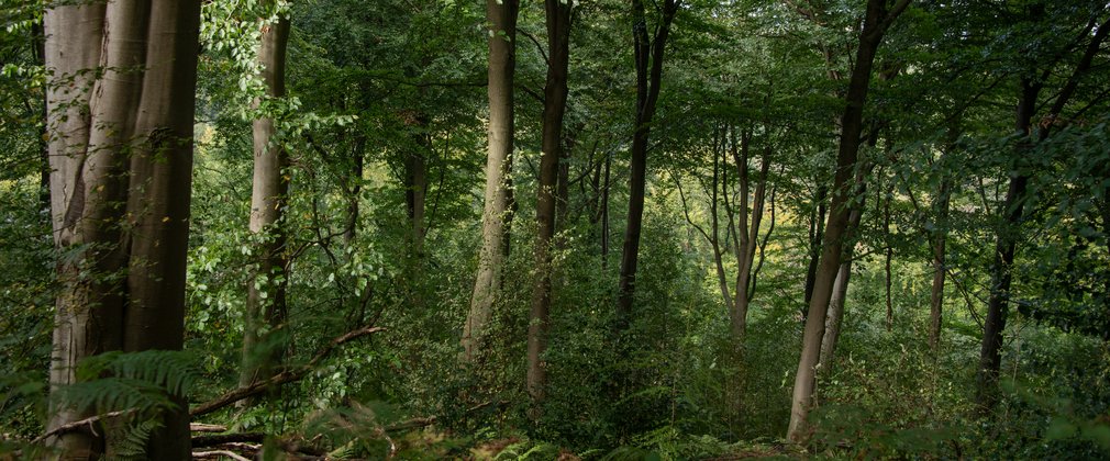 The forest in summer with soft sunlight hitting the trees