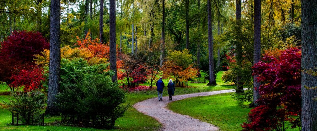 Autumnal woodland image with curved path