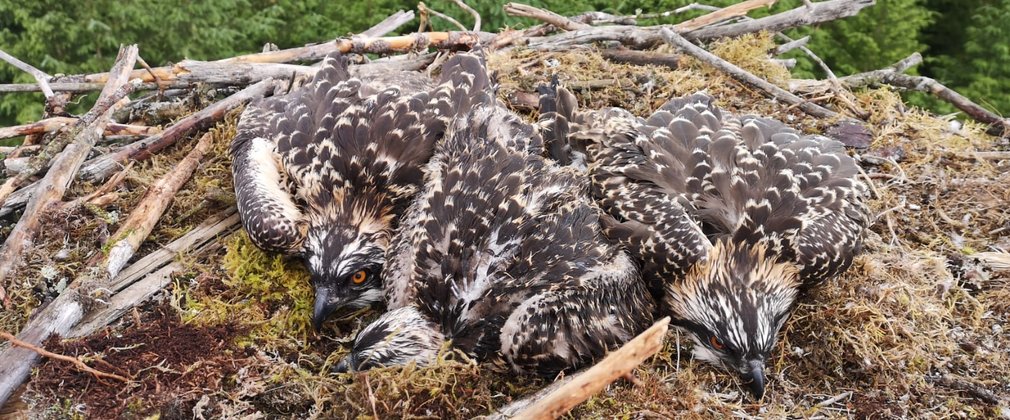 Osprey chicks