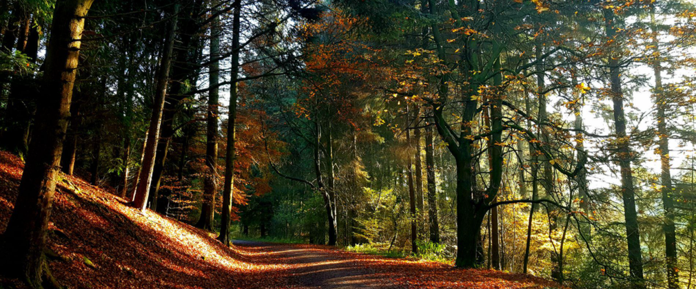 Dalby Autumn