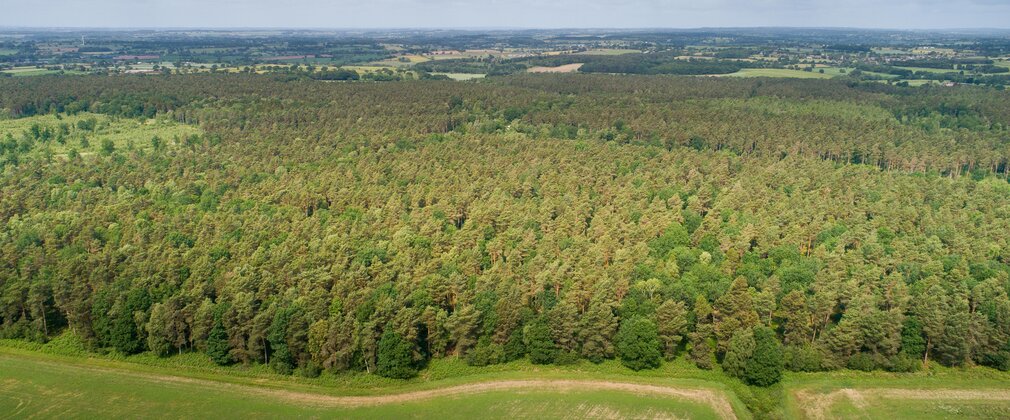 Image of existing woodland at Bagot Forest with new woodland creation area at foreground, taken on bright sunny day