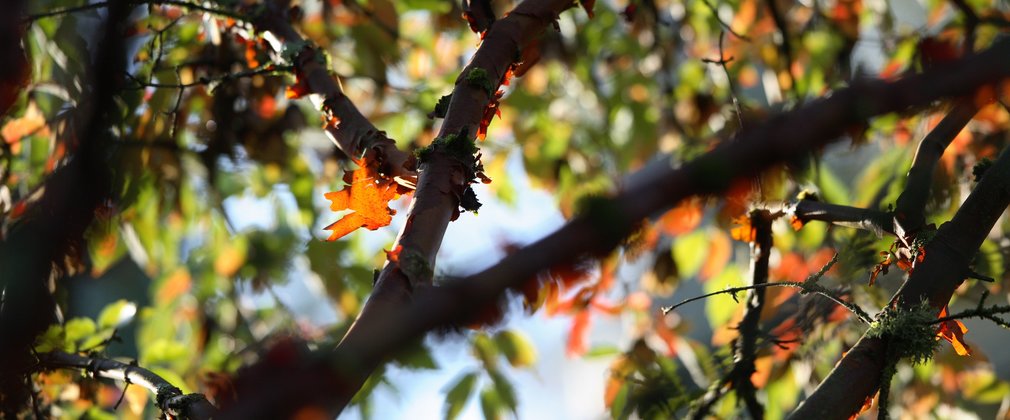 Paperbark Maple 