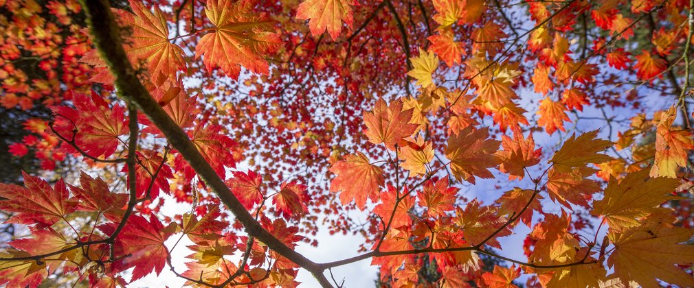 Autumn Maple Leaves 