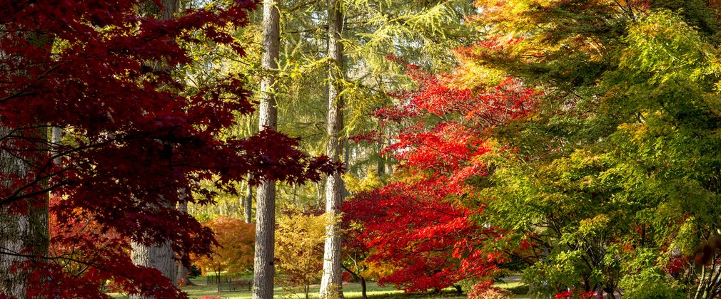 Autumn Colour