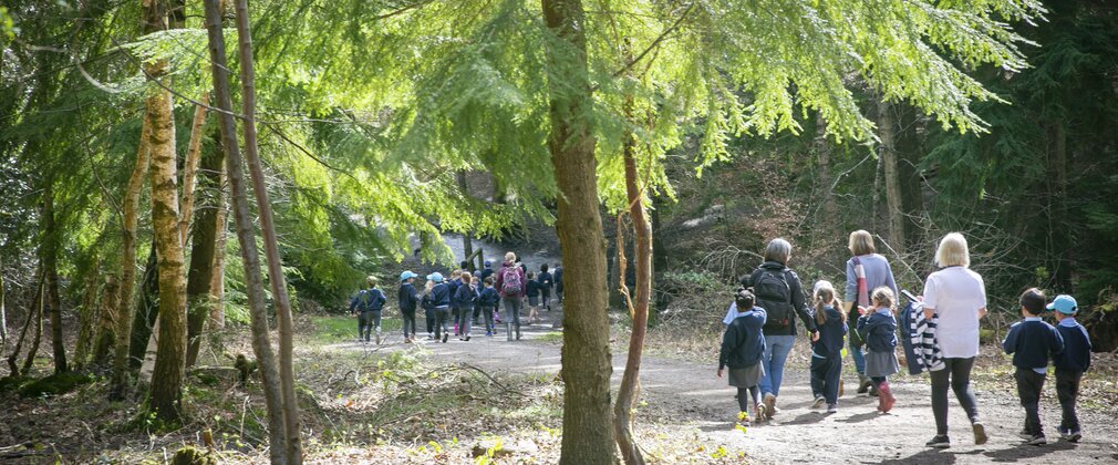 A class of primay school children walking through a forest in the sunshine