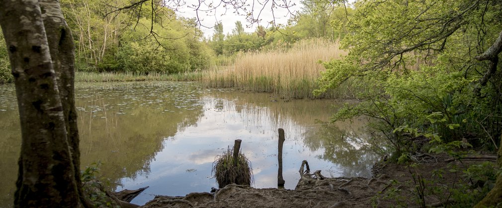 view over pond on Abbot's amble at Abbot's wood 