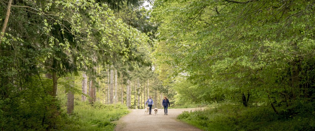 Oak walk at Abbot's Wood 