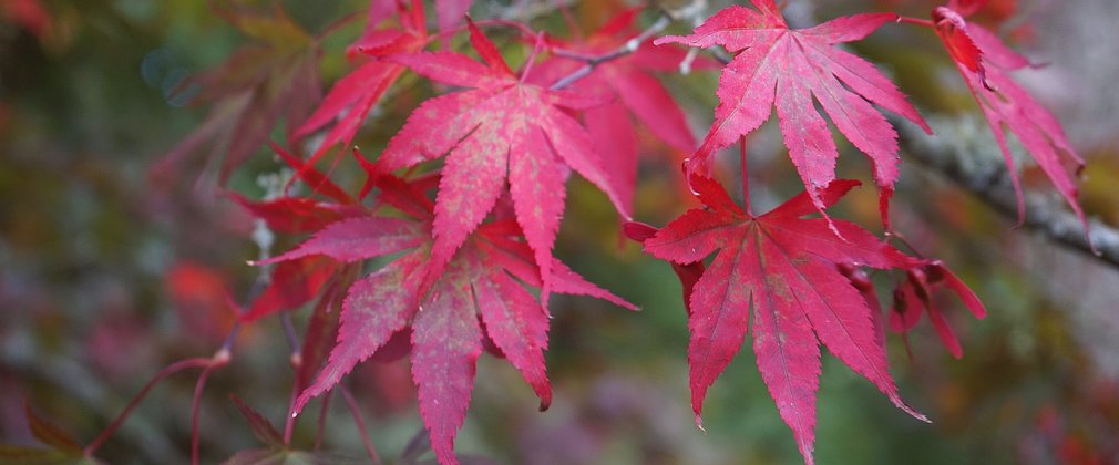 Red Acer leaves in autumn