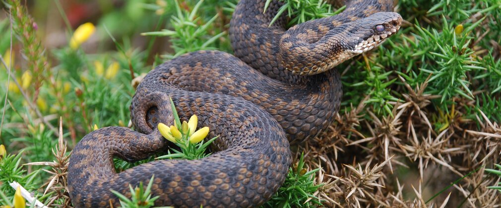 Adder on gorse