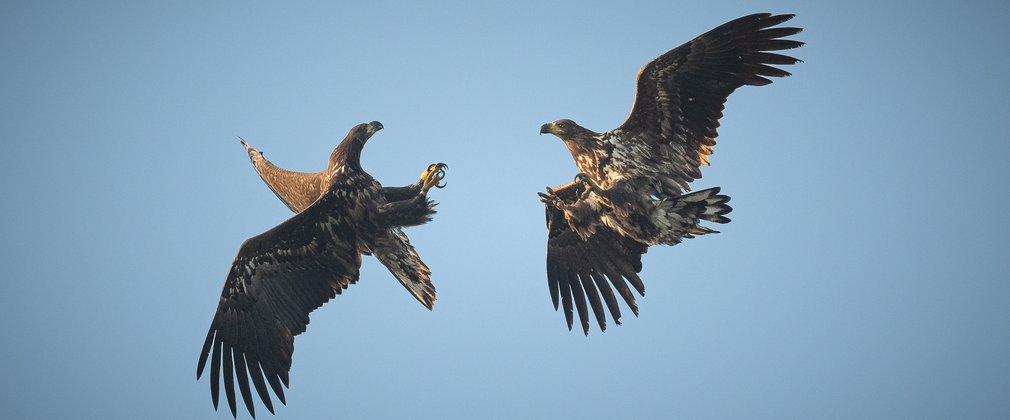 Two juvenile white-tailed eagles playing in the sky