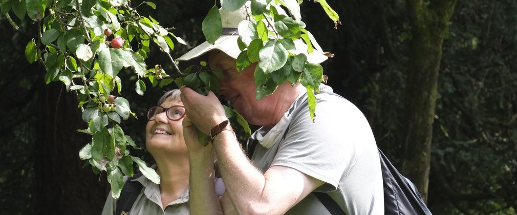 A gentleman brings a branch covered in lush green leaves close to his nose to smell the aroma. A woman by his side looks up joyfully towards the top of the tree.