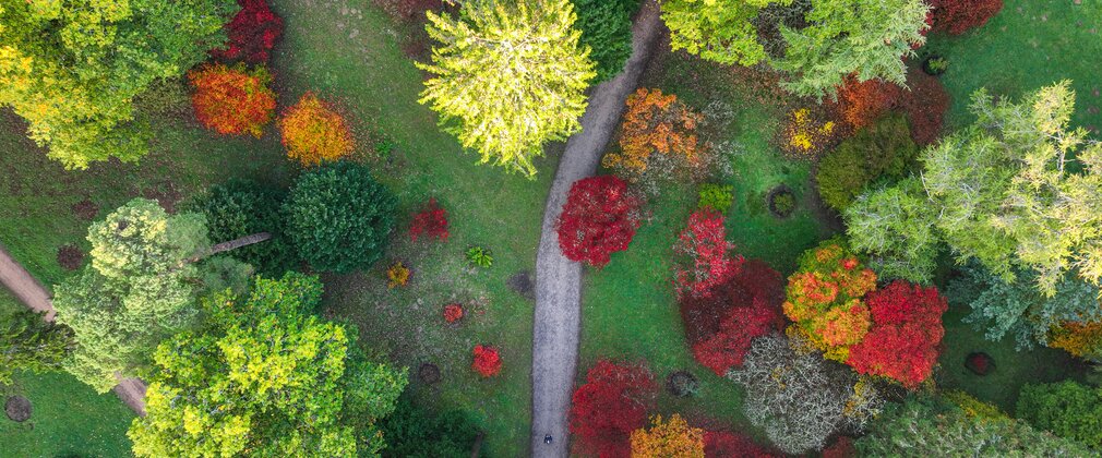 Trees