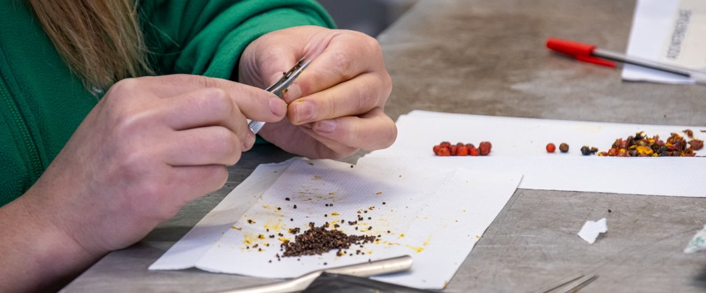 seed sorting - Westonbirt
