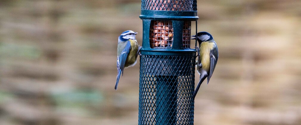 2 blue tits feeding from a bird feeder in a bird hide