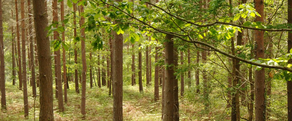 landscape of conifer woodland 