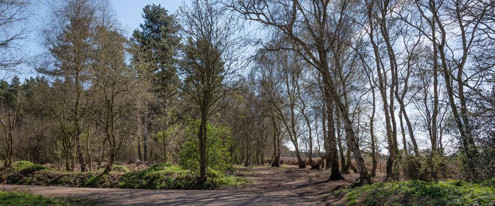 A series of paths heading between trees at the edge of a woodland