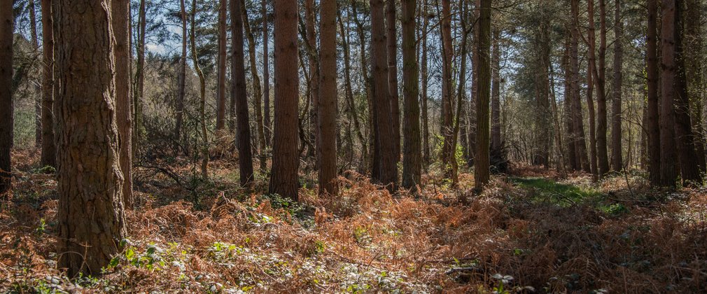 A sparse woodland with blue skies behind. On the forest floor is brown bracken.