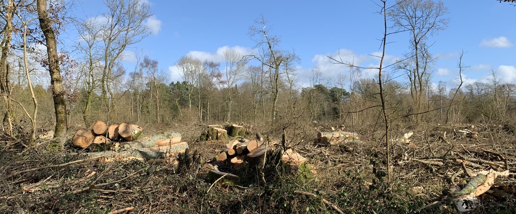 a clear fell area with logs, branches and brambles laden across the ground. 5 trees remain standing within the sparse landscape.