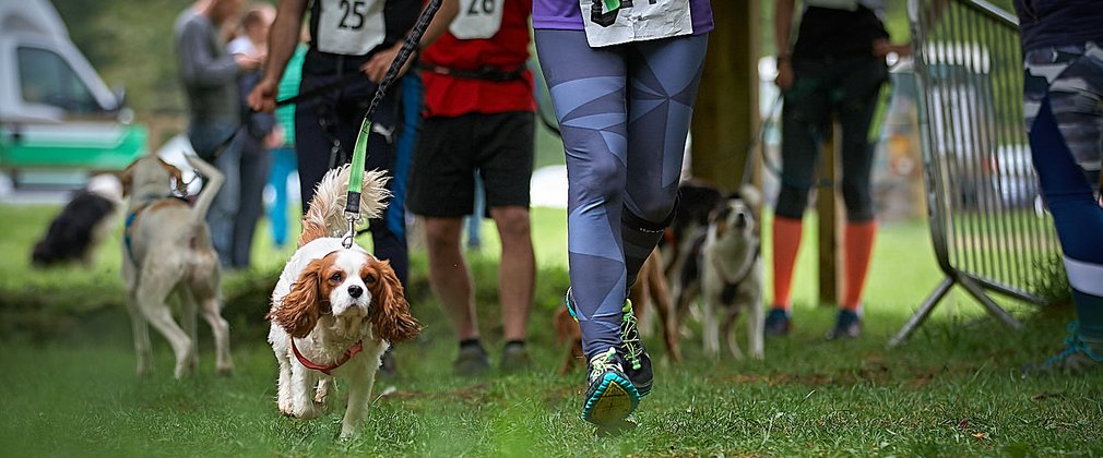 Canicross start runners and dogs
