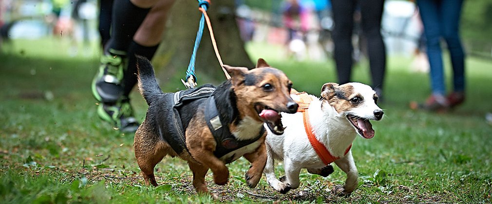 two very small dogs attached to dual harness with runner behind