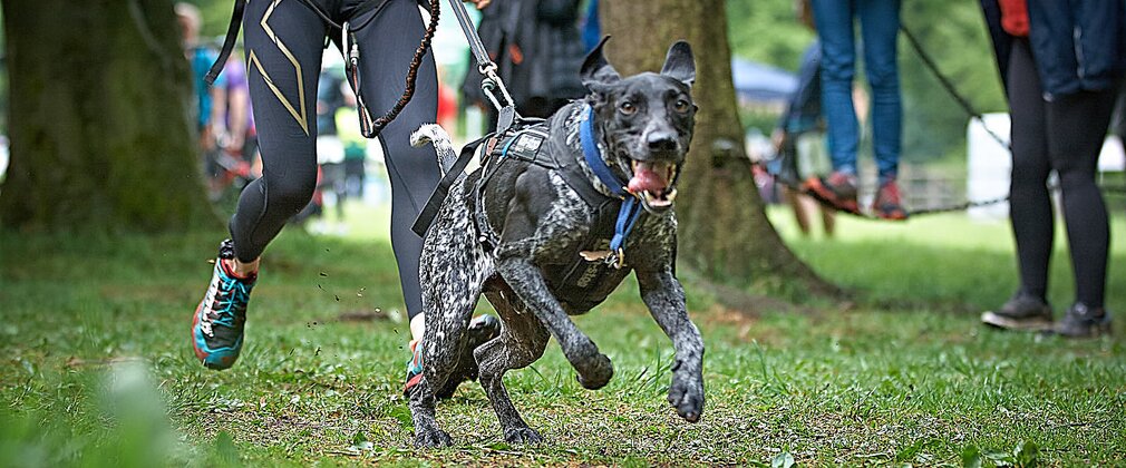 Canicross start runner and dog