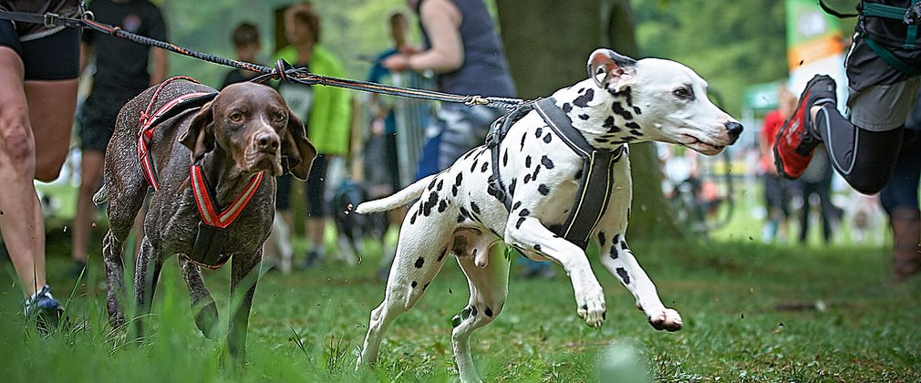 Dalmation and Pointer at start of carnicross race