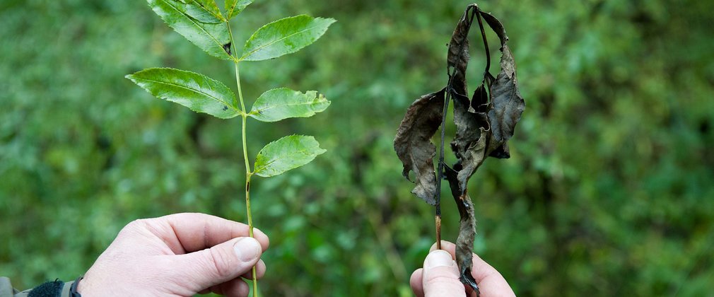 Photo shows someone holding two ash leaves. The one of the left has seven green leaflets that form the overall leaf. The one on the right is a similar form leaf but is brown and wilted, which is a clear indication of ash dieback disease.