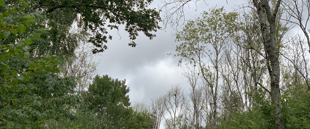 Photo shows a woodland scene. The lower half of the photo is full of hazel trees as the understorey of the woodlands. The overstorey shows ash trees towering over the hazel, but where the hazel trees are full of leaves, the ash canopies are depleted of leaves, a clear indicator of ash dieback disease.