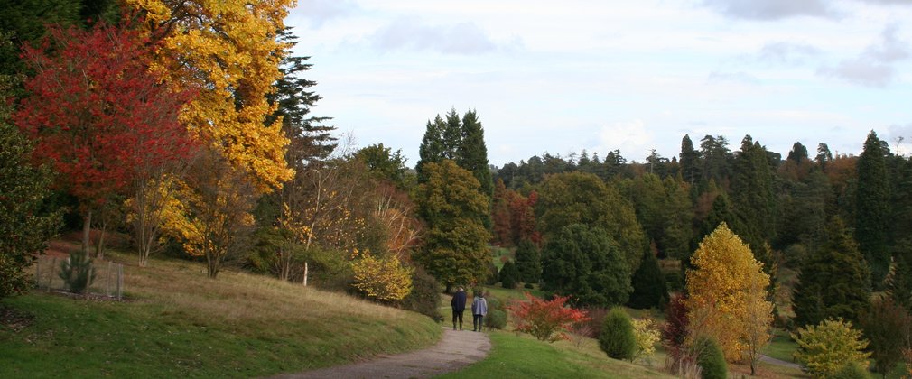 Bedgebury autumn colour