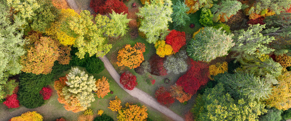 A drone autumn shot taken at Westonbirt Arboretum