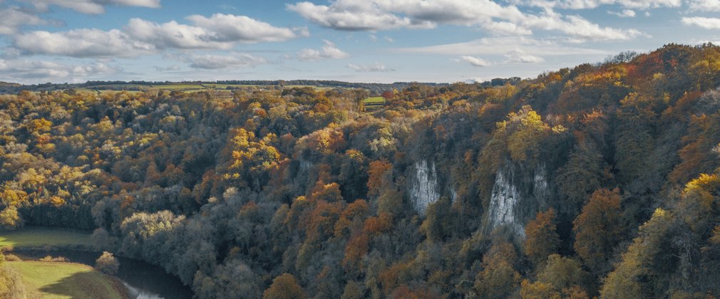 Autumn colour in the Forest of Dean