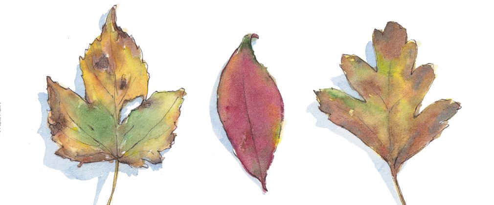 Three watercolour leaves rest in a line. The left side leaf has tree point with a tear on the third, brown edges with splashes of green and yellow. The middle leaf is thin and oval shaped and deep red in colour. The right hand leaf has 5 points all facing upwards with brown tinges.